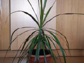 Dracena