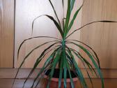 Dracena - nuotraukos Nr. 2