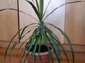 Dracena - nuotraukos Nr. 3