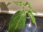 Syngonium angustatum - nuotraukos Nr. 2