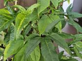 Syngonium angustatum