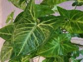 Syngonium Podophyllum