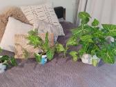 Syngonium Podophyllum - nuotraukos Nr. 2