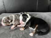 Mini Aussie /Miniatiūrinis amerikos avigan. /Mas - nuotraukos Nr. 5