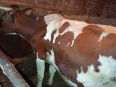 Parduodu karvė. - nuotraukos Nr. 3