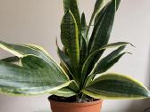 Sansevjera trijuostė Laurenti 60 cm