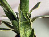 Sansevjera trijuostė Laurenti 60 cm - nuotraukos Nr. 3