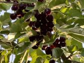 Agrastu,juodieji serbentai raudonuju avieciu uogos - nuotraukos Nr. 21