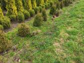 Parduodu tujas: smaragd, gold smaragd, brabant