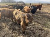 Grynaveislė Hailend veislės telyčaitė
