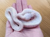 Python regius (Ball python)