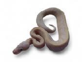 Python regius (Ball python) - nuotraukos Nr. 2