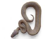Python regius (Ball python) - nuotraukos Nr. 3