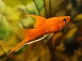 Įv. akvariuminės žuvelės Šiauliuose - nuotraukos Nr. 30