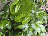 Maracuja.pasiflora