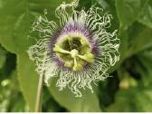 Maracuja.pasiflora - nuotraukos Nr. 2