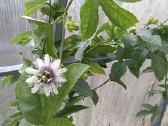 Maracuja.pasiflora - nuotraukos Nr. 3