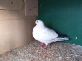 Ieškau