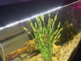 Akvariumas Aquael 105 litrai. - nuotraukos Nr. 3
