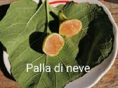 Figmedžių dvimečiai, gervuogių, bruknių sodinukai. - nuotraukos Nr. 30