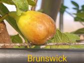 Figmedžių dvimečiai, gervuogių, bruknių sodinukai. - nuotraukos Nr. 33