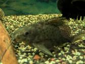 Parduodamos žuvys Synodontis eupterus - nuotraukos Nr. 2