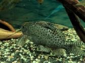 Parduodamos žuvys Synodontis eupterus - nuotraukos Nr. 3