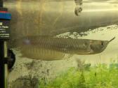 Parduodama žuvis Arowana silver - nuotraukos Nr. 2