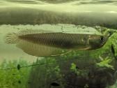 Parduodama žuvis Arowana silver