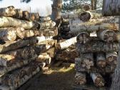 Shiitake grybų rąsteliai (2025 metų) - nuotraukos Nr. 11