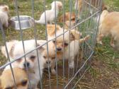 Čihuahua berniukas kegimui. - nuotraukos Nr. 5