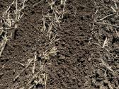 Kukurūzų sėja (+ Strip-till) - nuotraukos Nr. 6