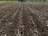 Kukurūzų sėja (+ Strip-till) - nuotraukos Nr. 7