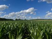 Rapsų sėja (+ Strip-till) - nuotraukos Nr. 12