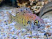Pundamilia nyererei, Acei, yellow, firefish