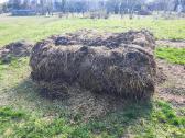 Mėšlas