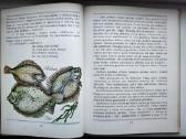 A. Každailis. Ko verkė plekšnytė - nuotraukos Nr. 9