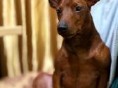 Nykštukiniai pinčeriai - nuotraukos Nr. 7