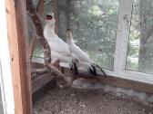 Parduodami Ausiniai fazanai - nuotraukos Nr. 2