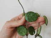 Hoya Mathilde - nuotraukos Nr. 5