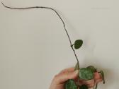 Hoya Mathilde - nuotraukos Nr. 6