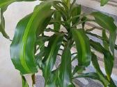 Kvapioji dracena 120 cm