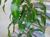 Kvapioji dracena 120 cm - nuotraukos Nr. 2