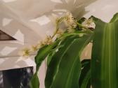 Kvapioji dracena 120 cm - nuotraukos Nr. 5