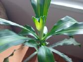 Kvapioji dracena 90 cm