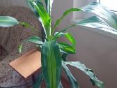Kvapioji dracena 90 cm - nuotraukos Nr. 2