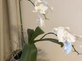 Trys orchidejos