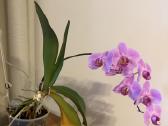 Trys orchidejos - nuotraukos Nr. 4