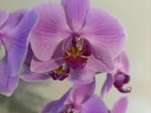 Trys orchidejos - nuotraukos Nr. 5