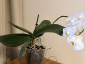 Trys orchidejos - nuotraukos Nr. 7